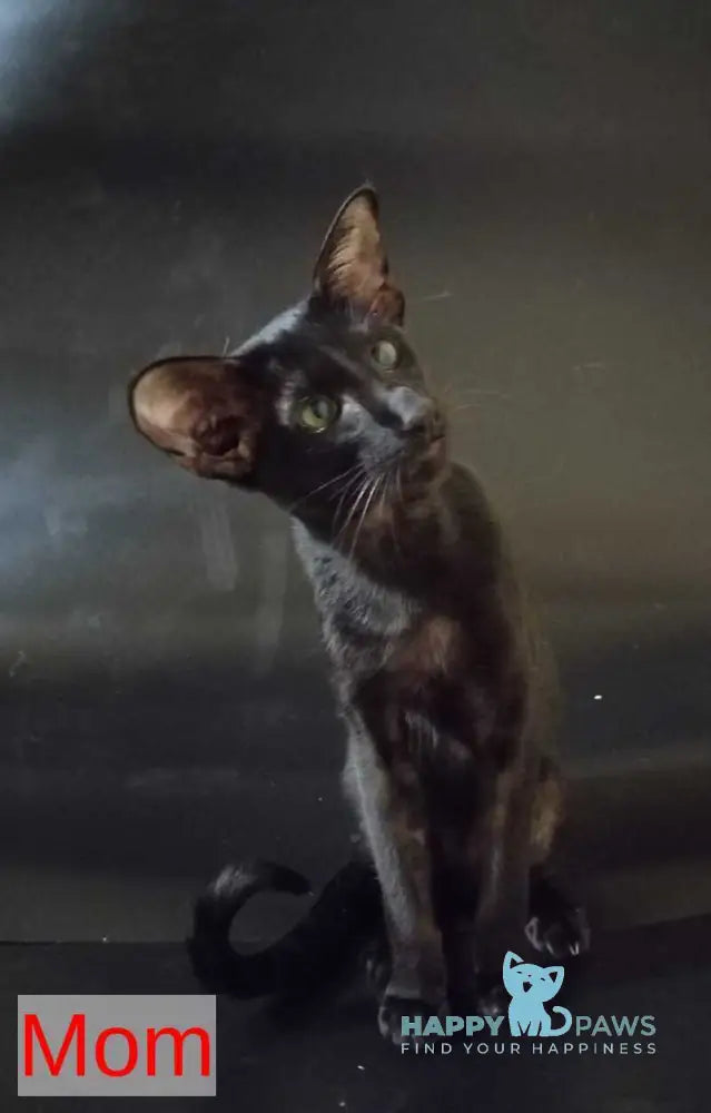 Agata Oriental Shorthair female chocolate live animals