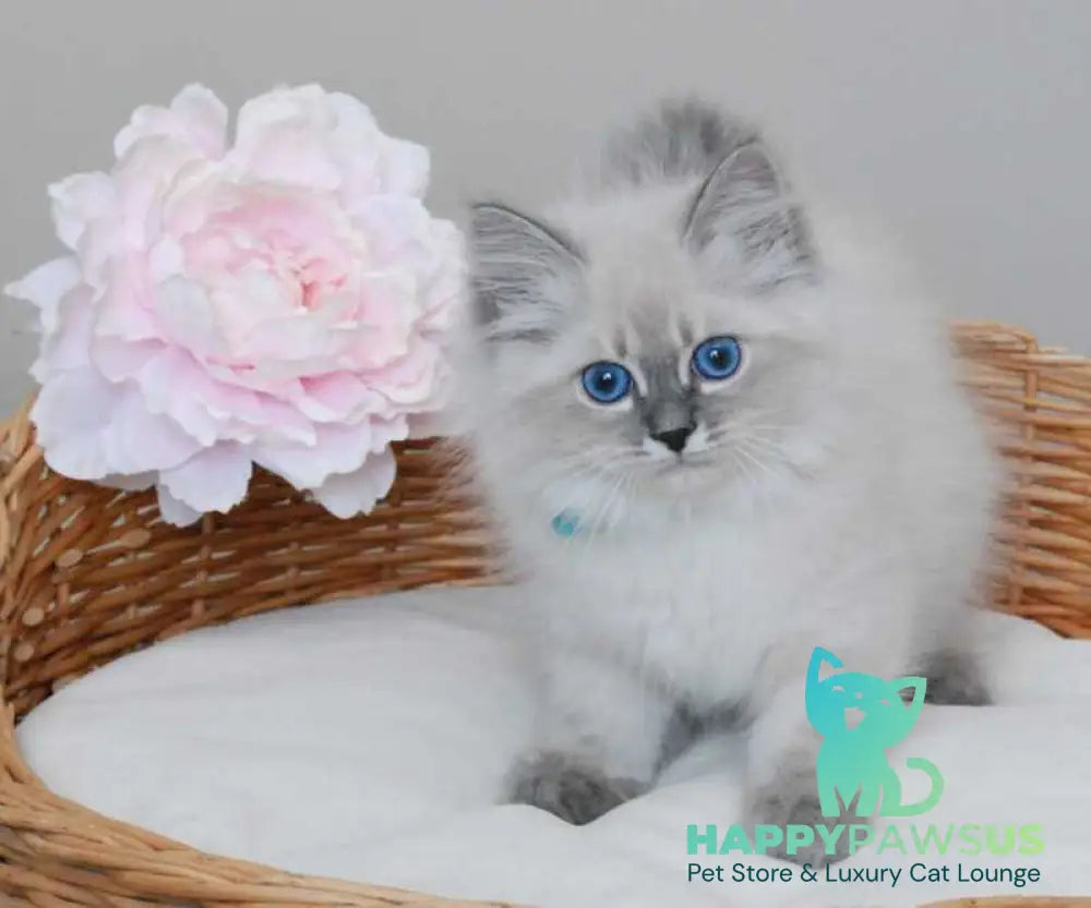 Agata Siberian female blue tabby pointed - live animals