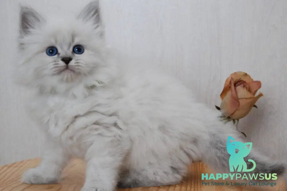 Agata Siberian female blue tabby pointed - live animals