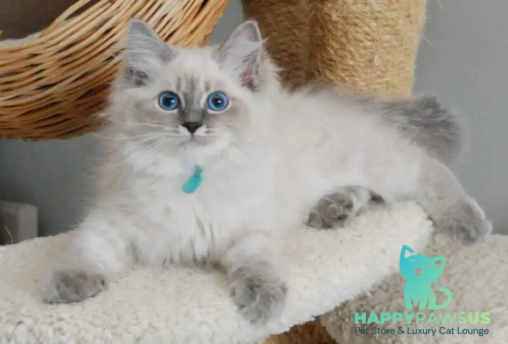Agata Siberian female blue tabby pointed - Full Payment - live animals