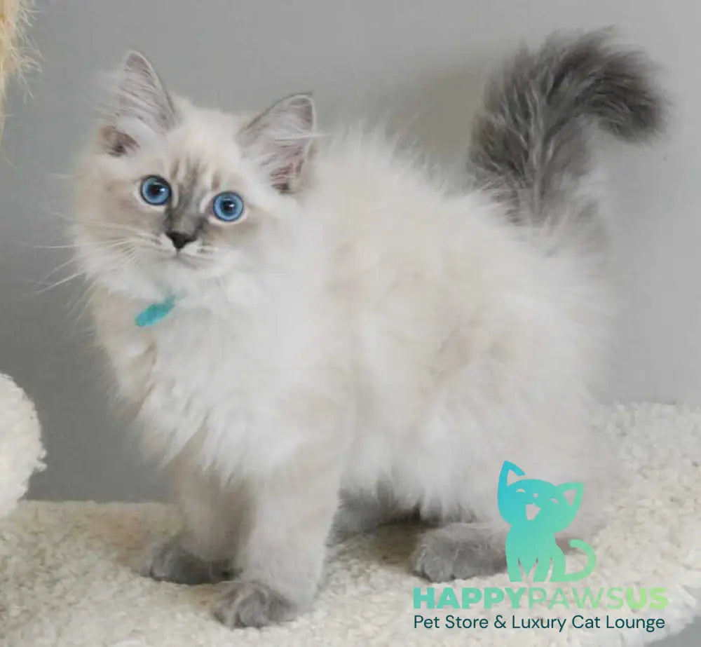 Agata Siberian female blue tabby pointed - Full Payment - live animals