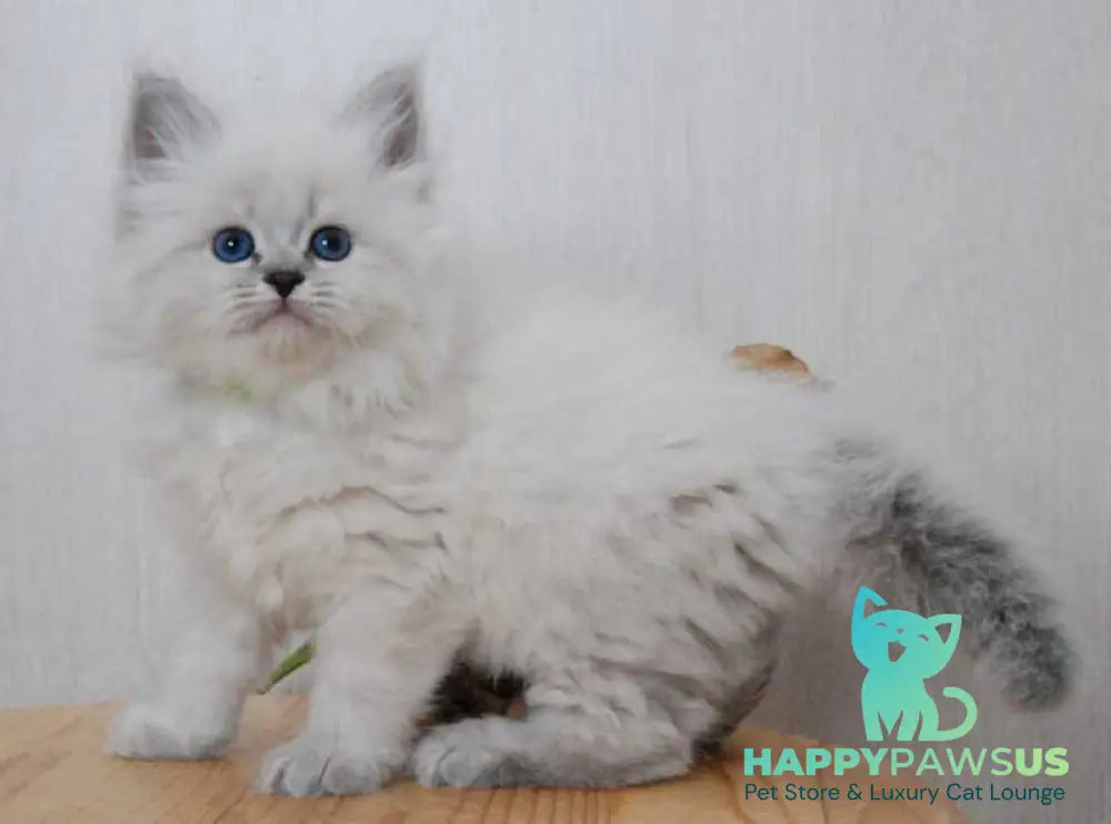 Agata Siberian female blue tabby pointed - live animals