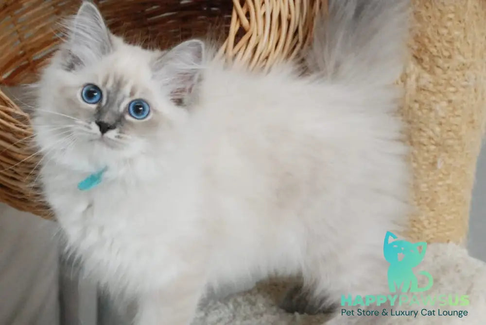 Agata Siberian female blue tabby pointed - Full Payment - live animals
