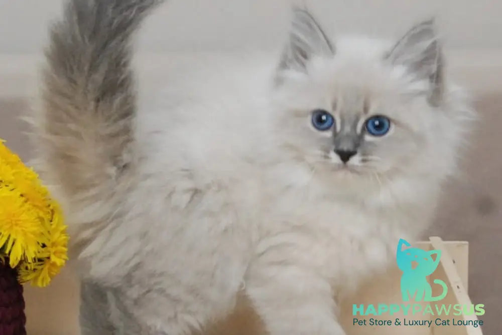 Agata Siberian female blue tabby pointed - live animals