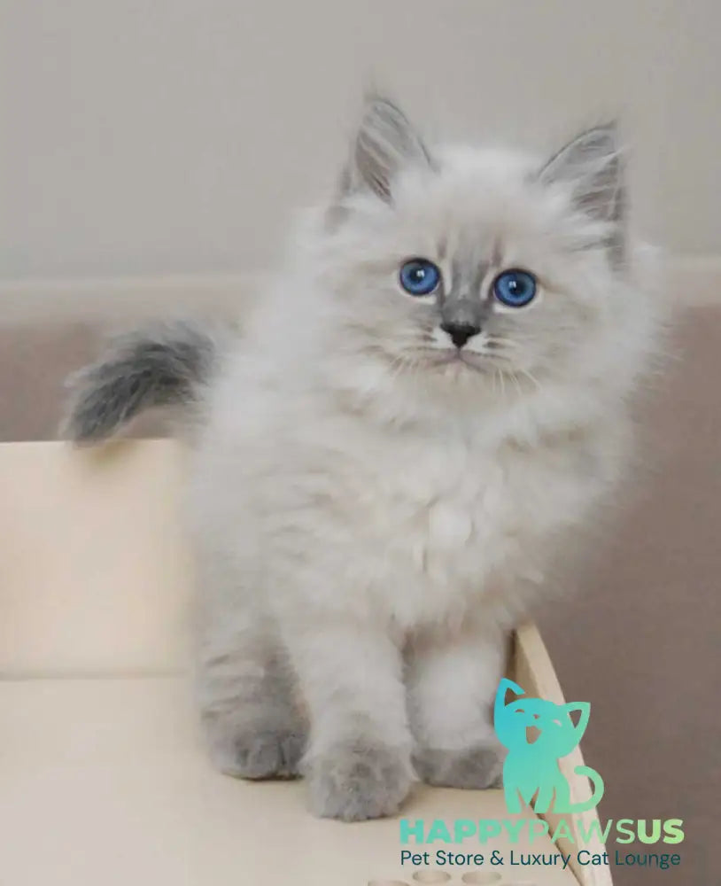 Agata Siberian female blue tabby pointed - live animals