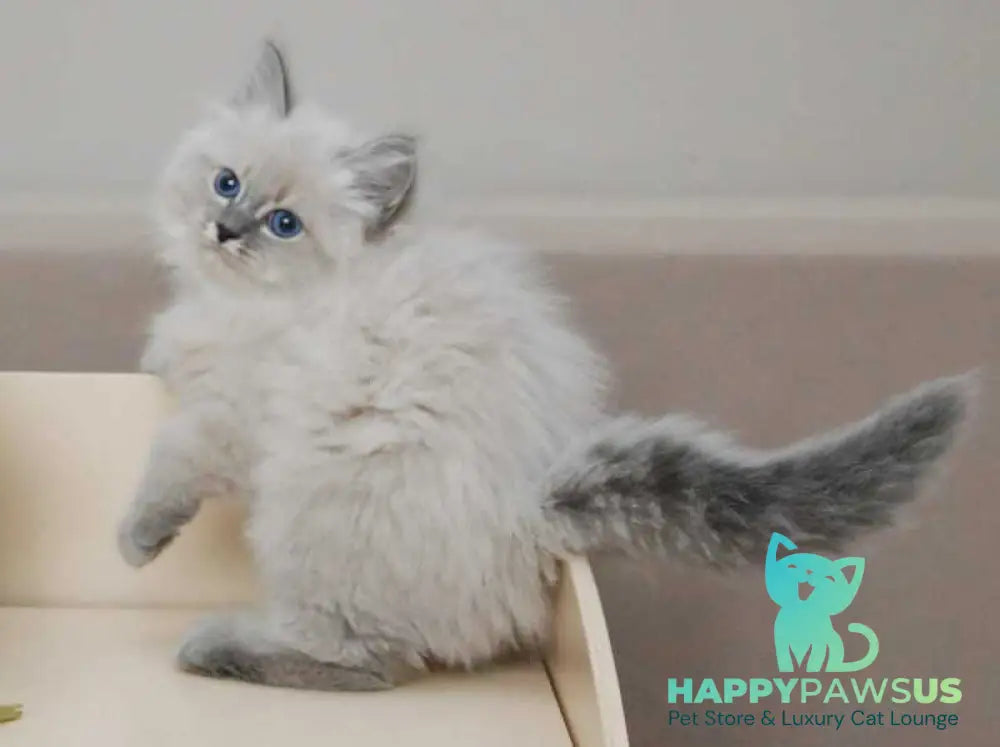 Agata Siberian female blue tabby pointed - live animals