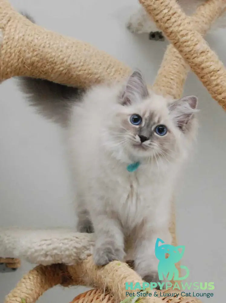 Agata Siberian female blue tabby pointed - Full Payment - live animals