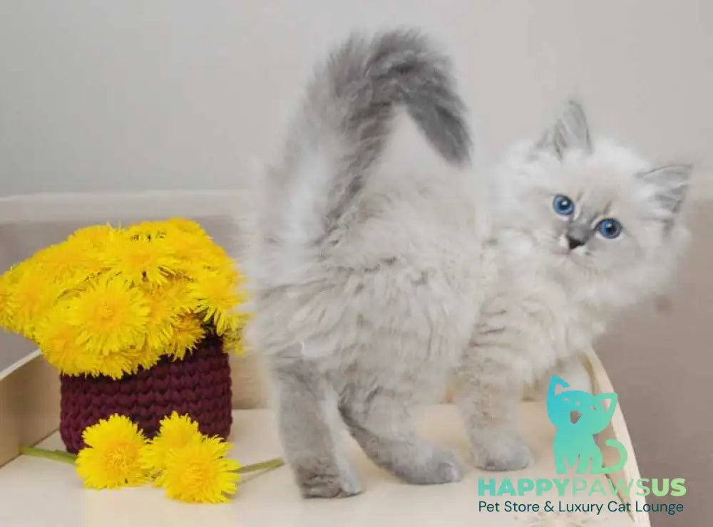 Agata Siberian female blue tabby pointed - live animals