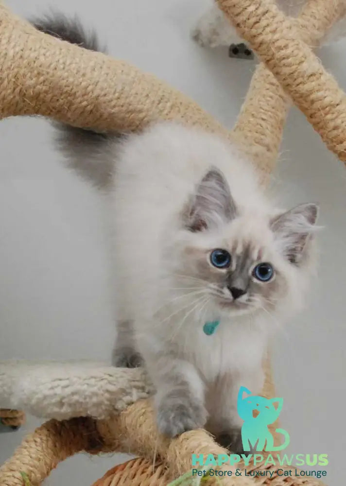 Agata Siberian female blue tabby pointed - Full Payment - live animals