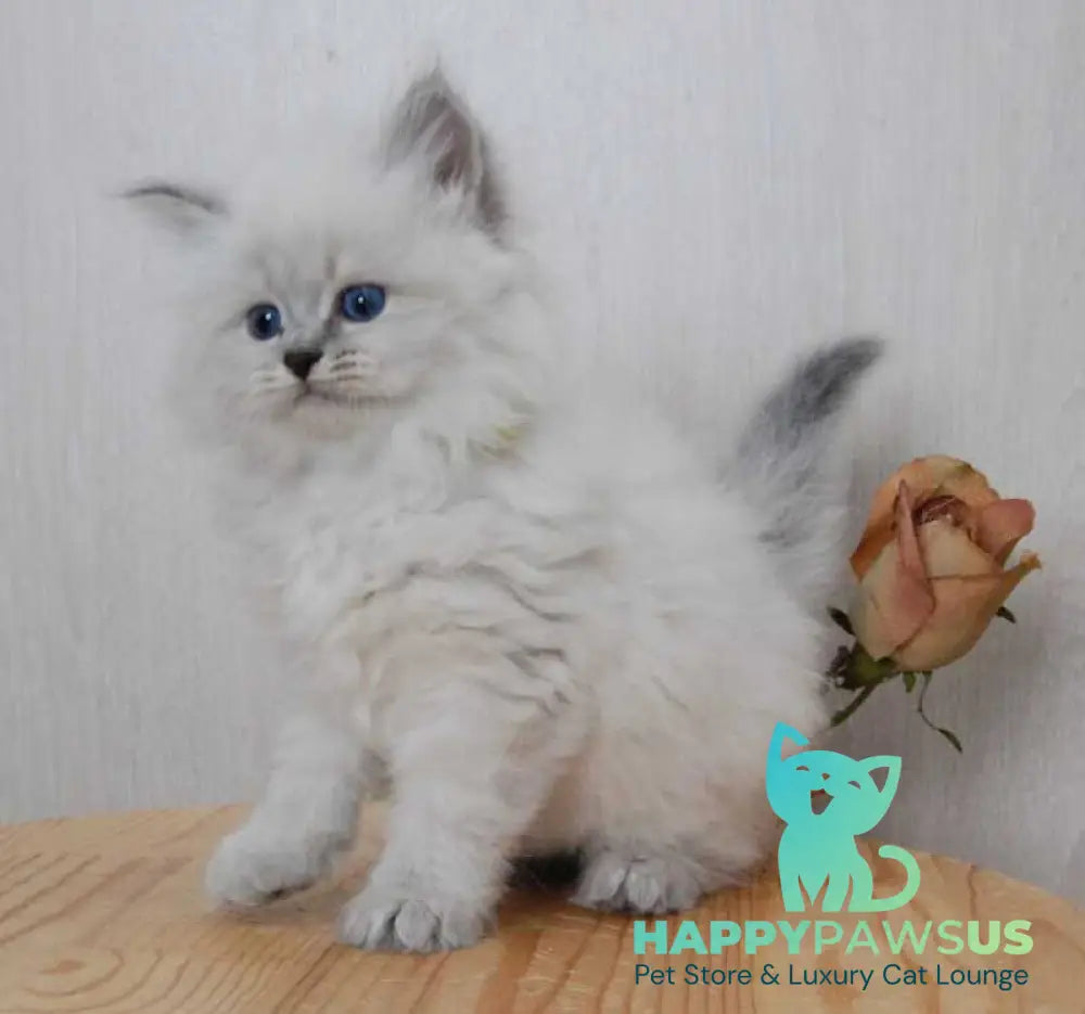 Agata Siberian female blue tabby pointed - live animals