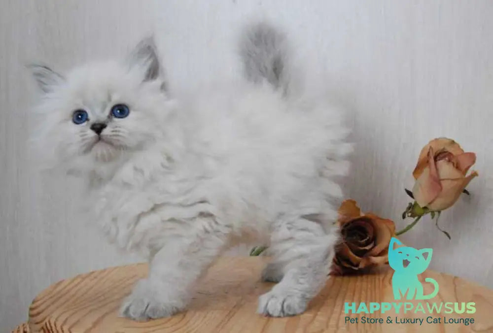 Agata Siberian female blue tabby pointed - live animals