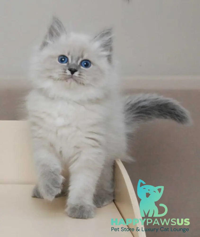 Agata Siberian female blue tabby pointed - live animals
