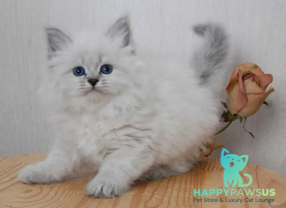 Agata Siberian female blue tabby pointed - live animals