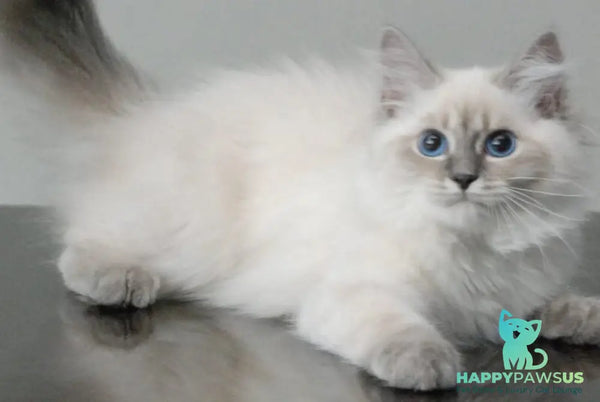 Agata Siberian female blue tabby pointed - Full Payment - live animals