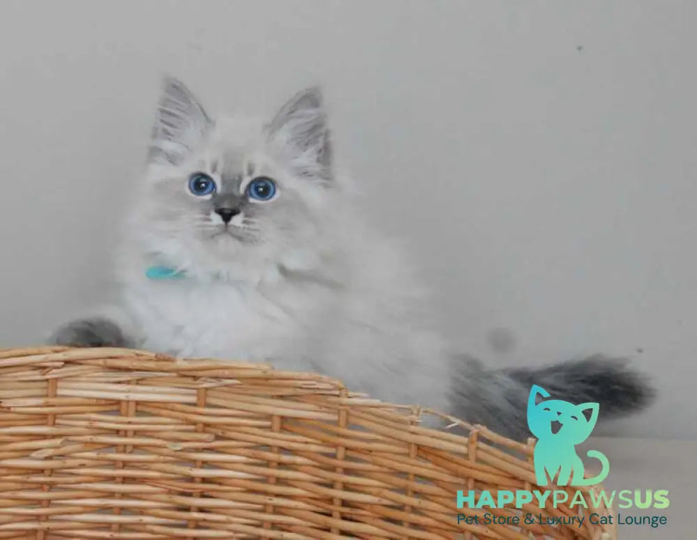 Agata Siberian female blue tabby pointed - live animals