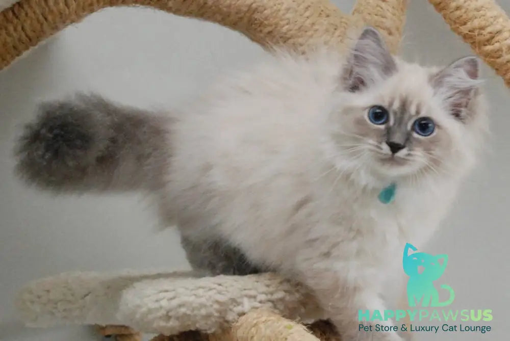 Agata Siberian female blue tabby pointed - Full Payment - live animals