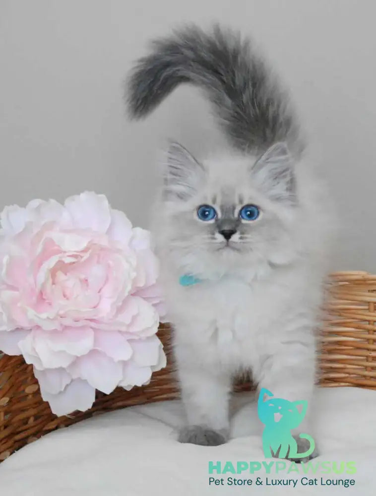 Agata Siberian female blue tabby pointed - live animals