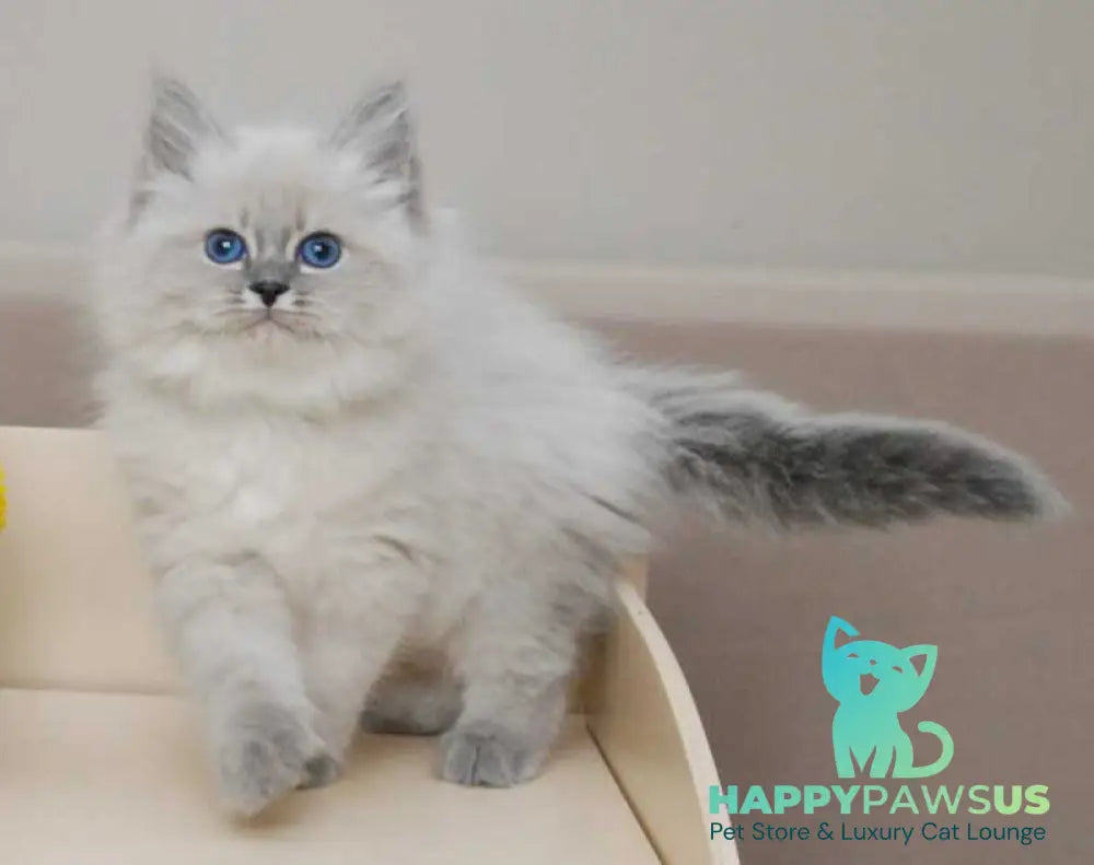 Agata Siberian female blue tabby pointed - live animals