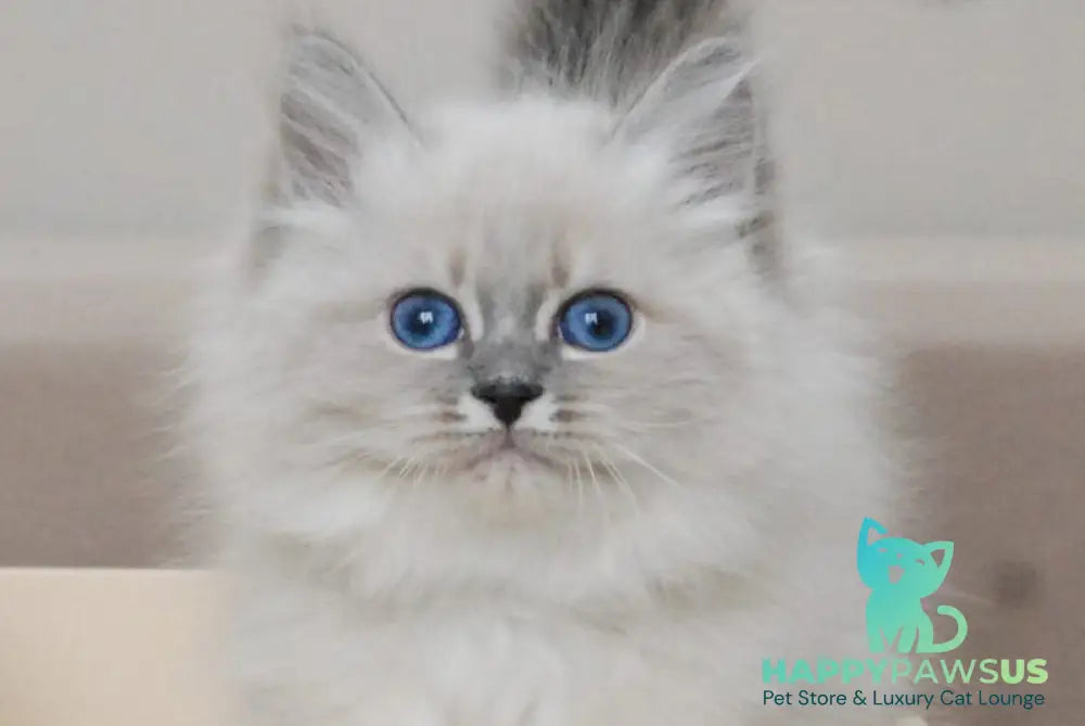 Agata Siberian female blue tabby pointed - live animals