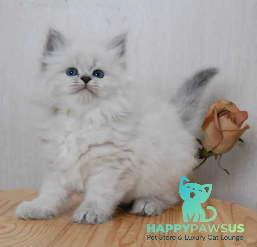 Agata Siberian female blue tabby pointed - live animals