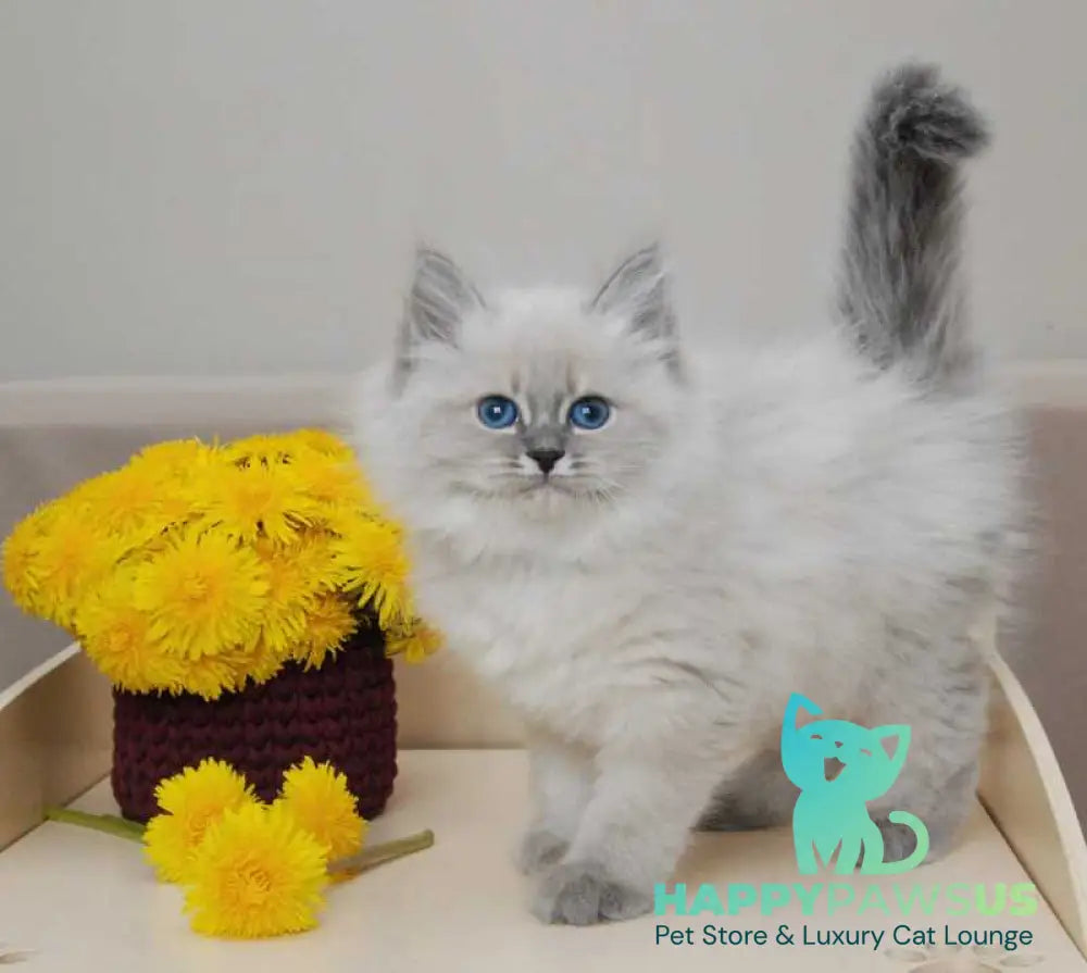 Agata Siberian female blue tabby pointed - live animals