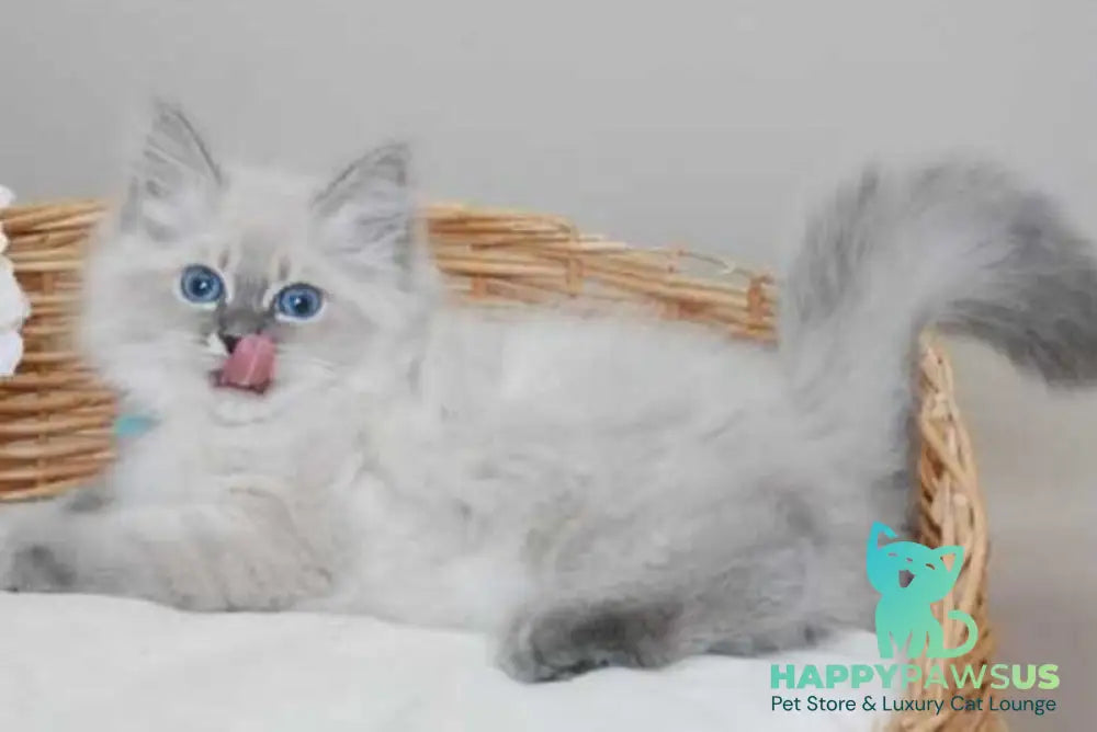 Agata Siberian female blue tabby pointed - live animals