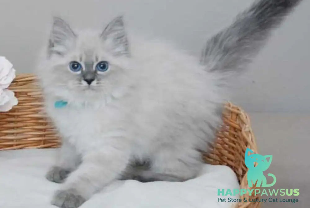 Agata Siberian female blue tabby pointed - live animals