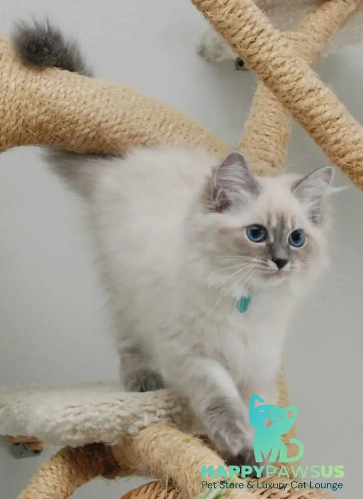 Agata Siberian female blue tabby pointed - Full Payment - live animals