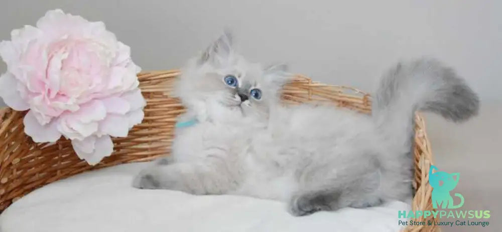 Agata Siberian female blue tabby pointed - live animals