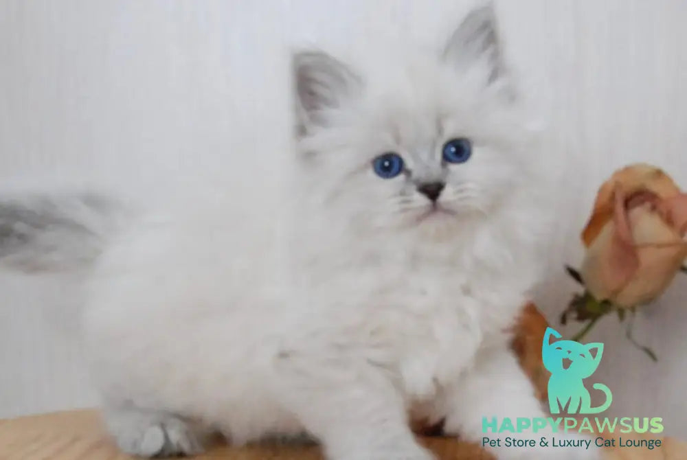 Agata Siberian female blue tabby pointed - live animals