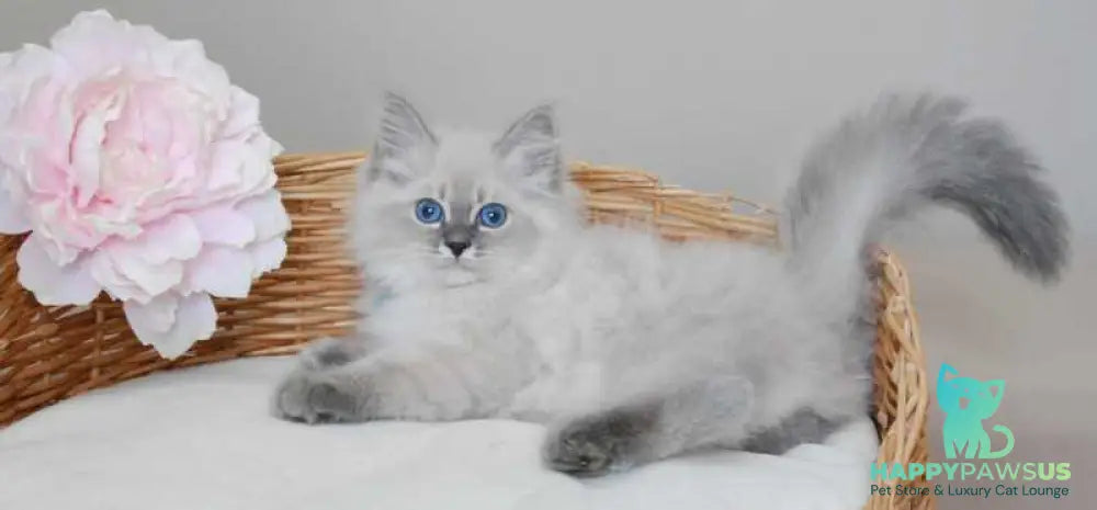 Agata Siberian female blue tabby pointed - live animals