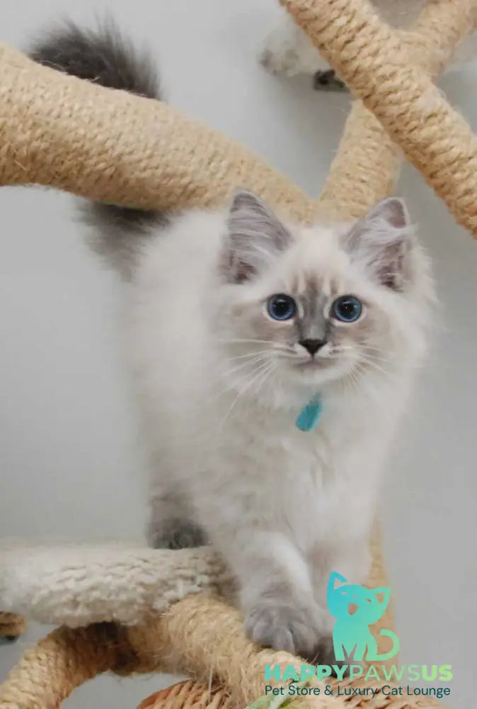 Agata Siberian female blue tabby pointed - Full Payment - live animals