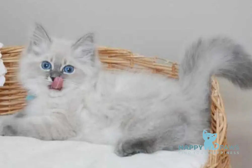 Agata Siberian female blue tabby pointed - live animals