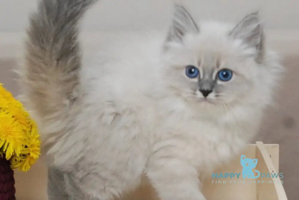 Agata Siberian female blue tabby pointed - live animals