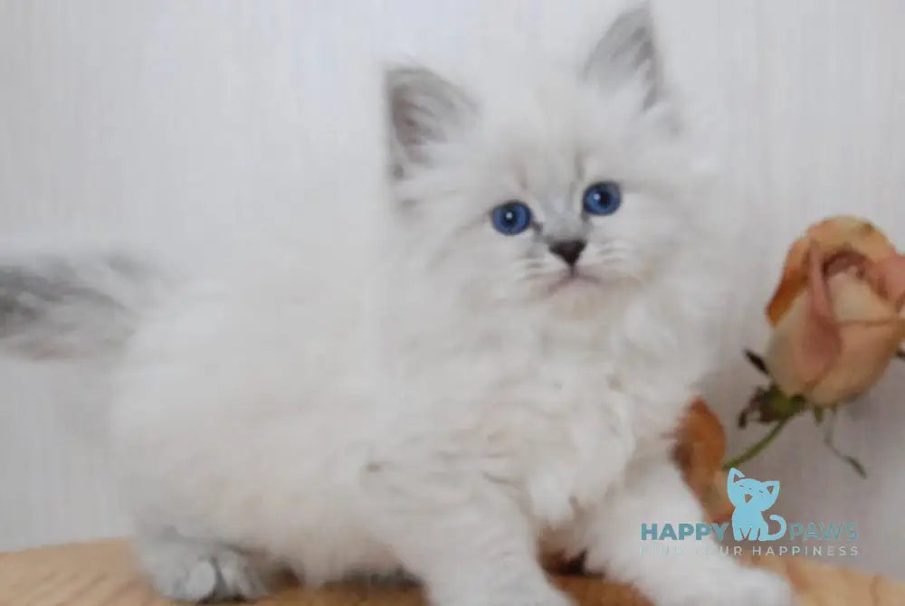 Agata Siberian female blue tabby pointed - live animals