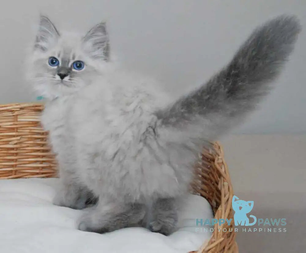 Agata Siberian female blue tabby pointed - live animals