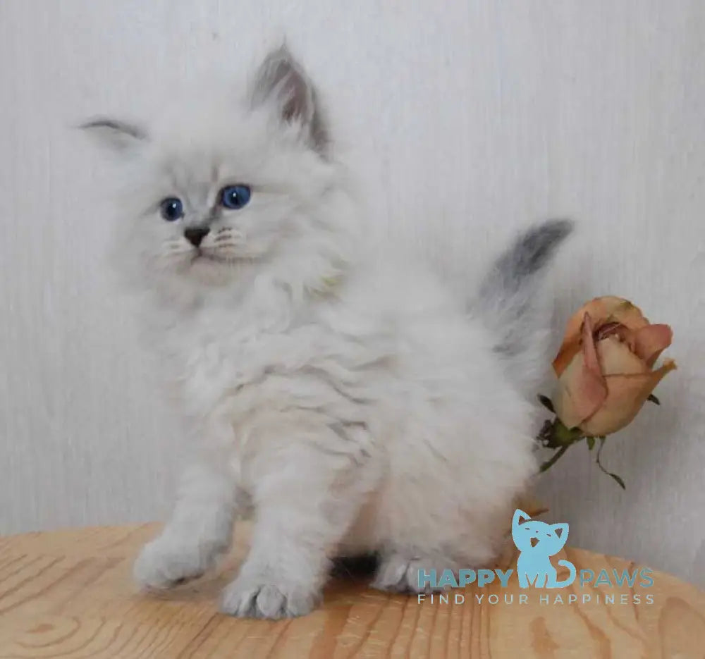 Agata Siberian female blue tabby pointed - live animals