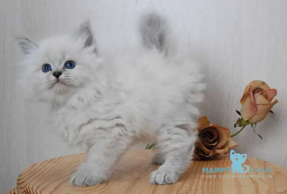 Agata Siberian female blue tabby pointed - live animals