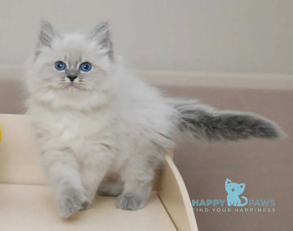 Agata Siberian female blue tabby pointed - live animals