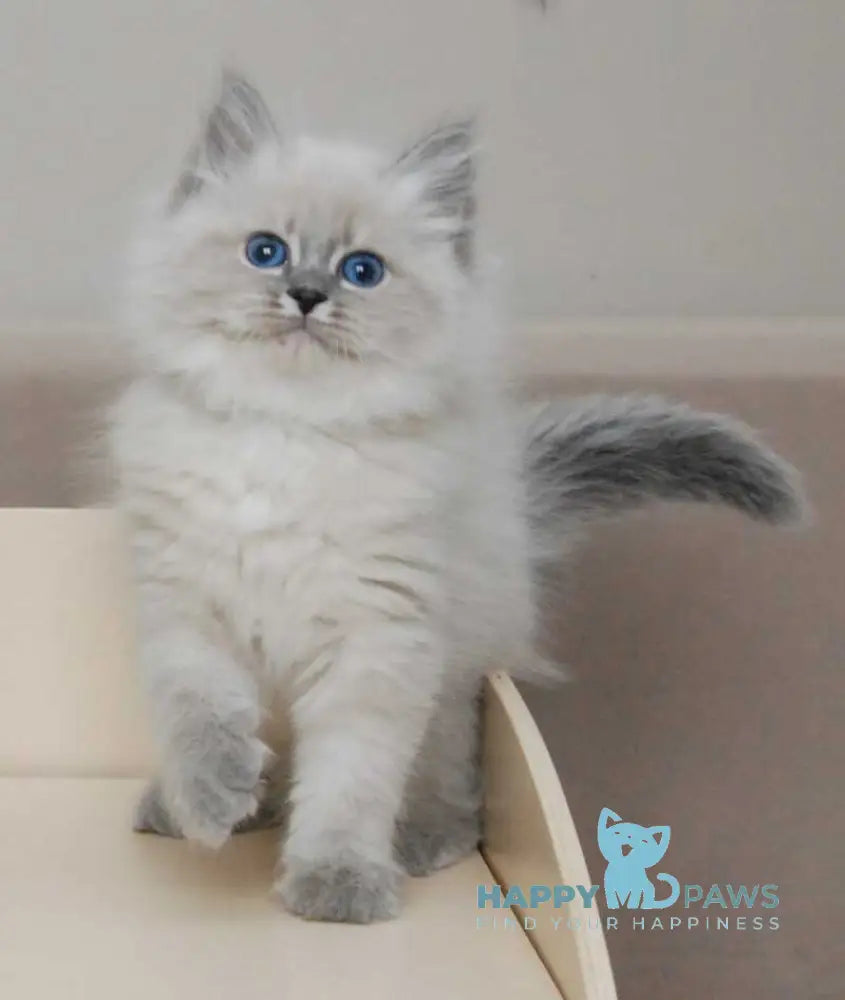 Agata Siberian female blue tabby pointed - live animals