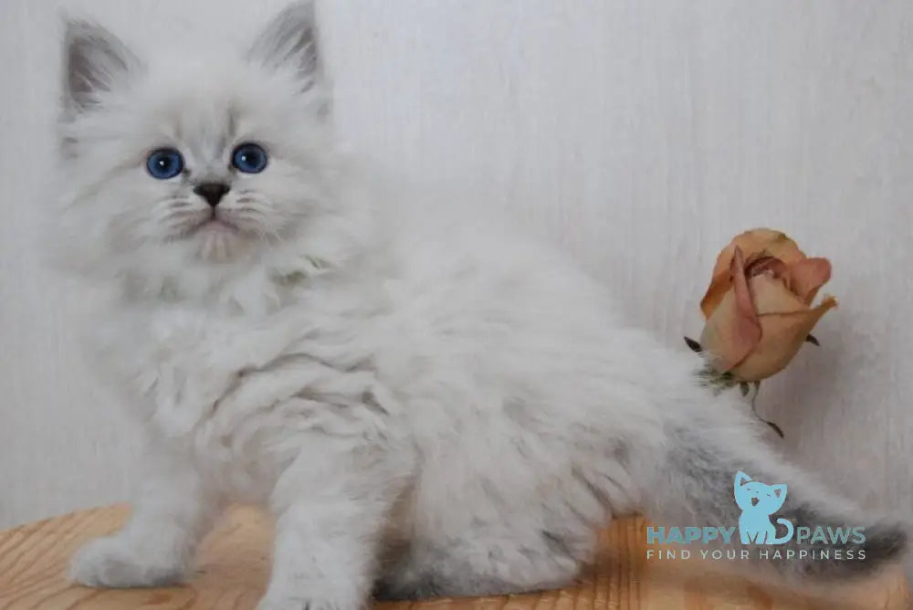 Agata Siberian female blue tabby pointed - live animals