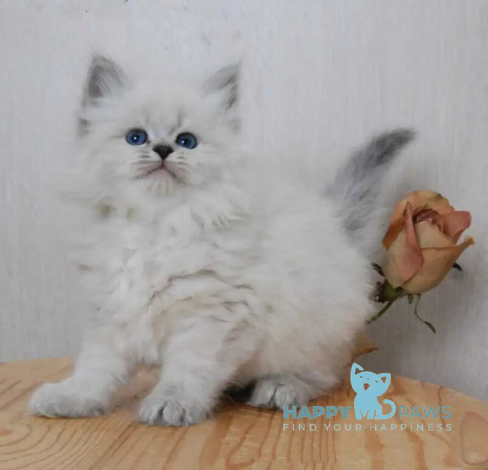 Agata Siberian female blue tabby pointed - live animals