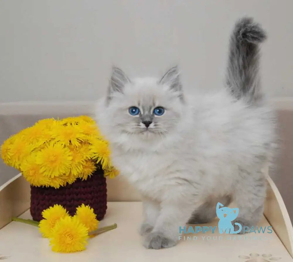 Agata Siberian female blue tabby pointed - live animals