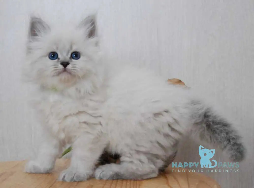 Agata Siberian female blue tabby pointed - live animals