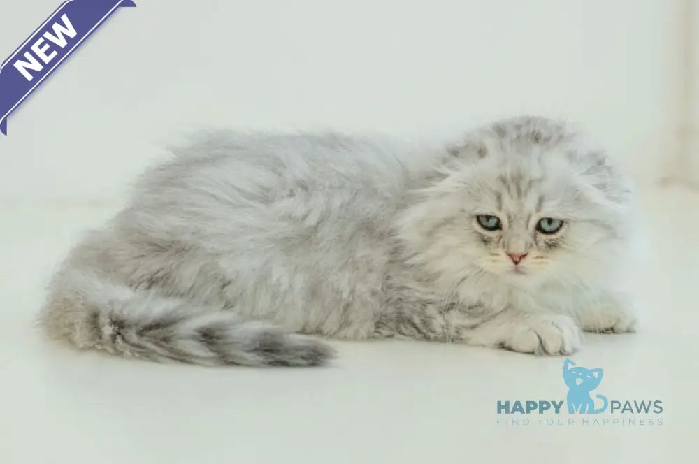 Agate Scottish Fold male blue silver shaded live animals