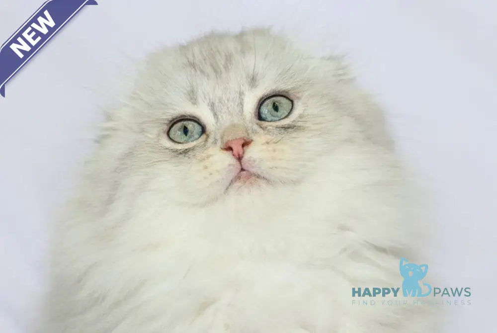 Agate Scottish Fold male blue silver shaded live animals