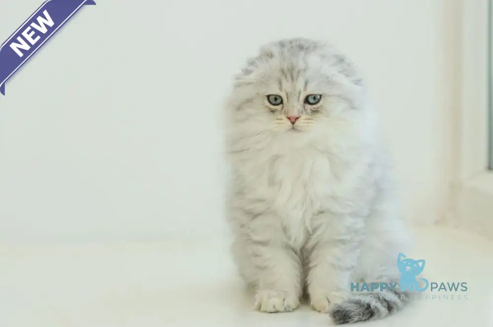 Agate Scottish Fold male blue silver shaded live animals