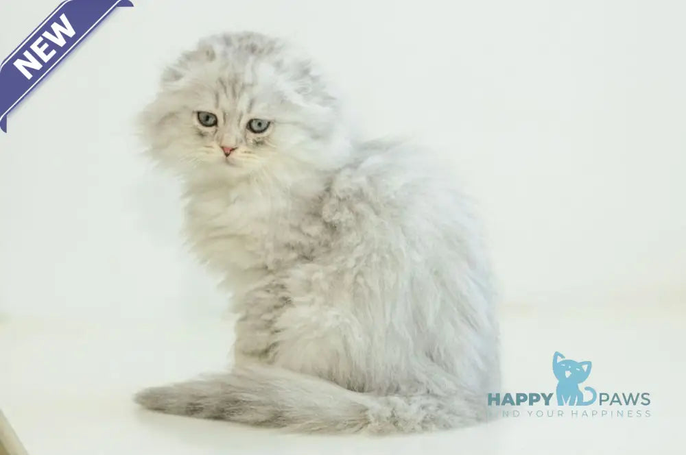 Agate Scottish Fold male blue silver shaded live animals