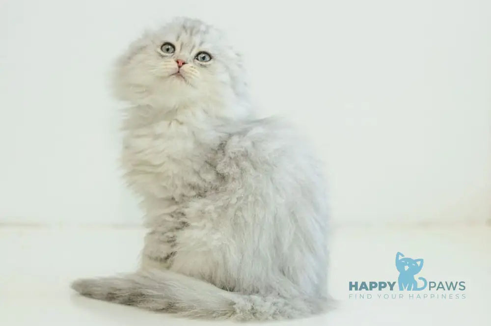 Agate Scottish Fold male blue silver shaded live animals