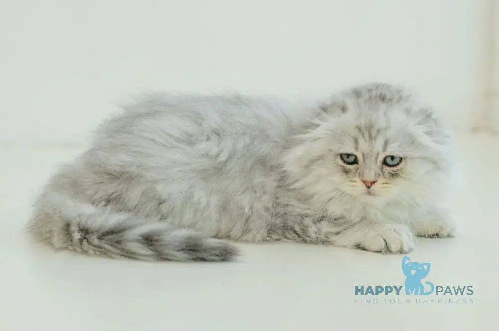 Agate Scottish Fold male blue silver shaded live animals